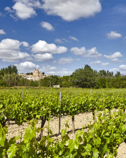 Viñedos en la Ribera